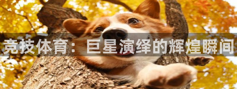 yy易游官网下载注册：竞技体育：巨星演绎的辉煌瞬间